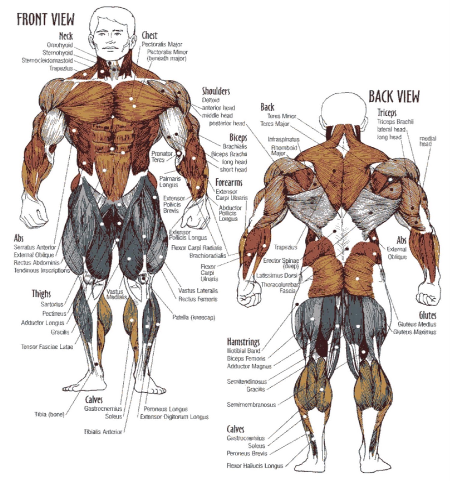 Human Muscle Chart Pdf